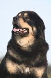 DOGUE DU TIBET 672